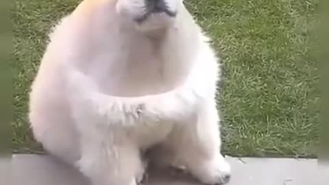 Funny animal videos 🤣🤣🤣