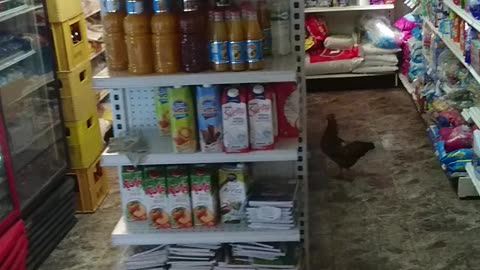 chicken in supermarket in ecuador! crazy! super fresh eggs instantly!