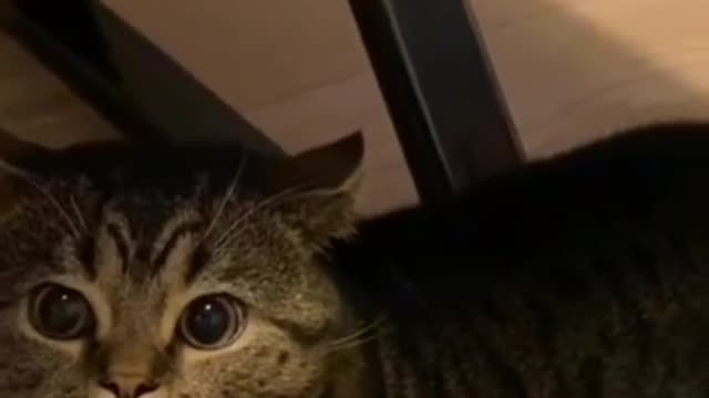 this cat try to talk with its owner