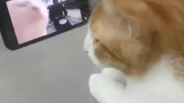 Funny cat 🐈