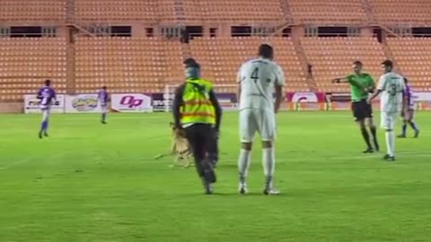 Dog playing football