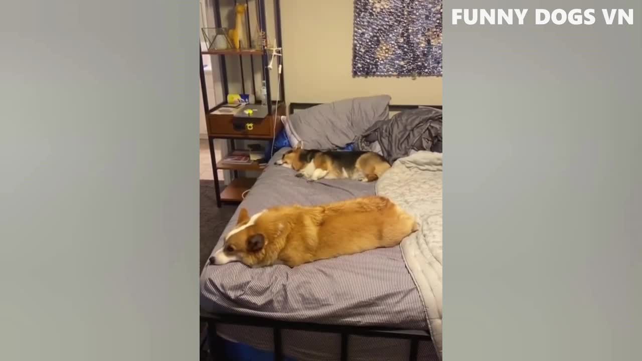 FUNNY ANIMAL PET VIDEO - Funniest Animals Video - Try Not To Laugh Animals 2022
