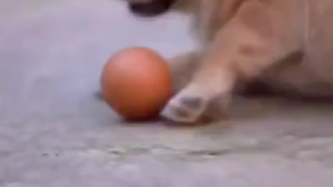 Cute Animals # Funny Animals Videos # Cute Animal Videos # So Cute Dog 46 #shorts
