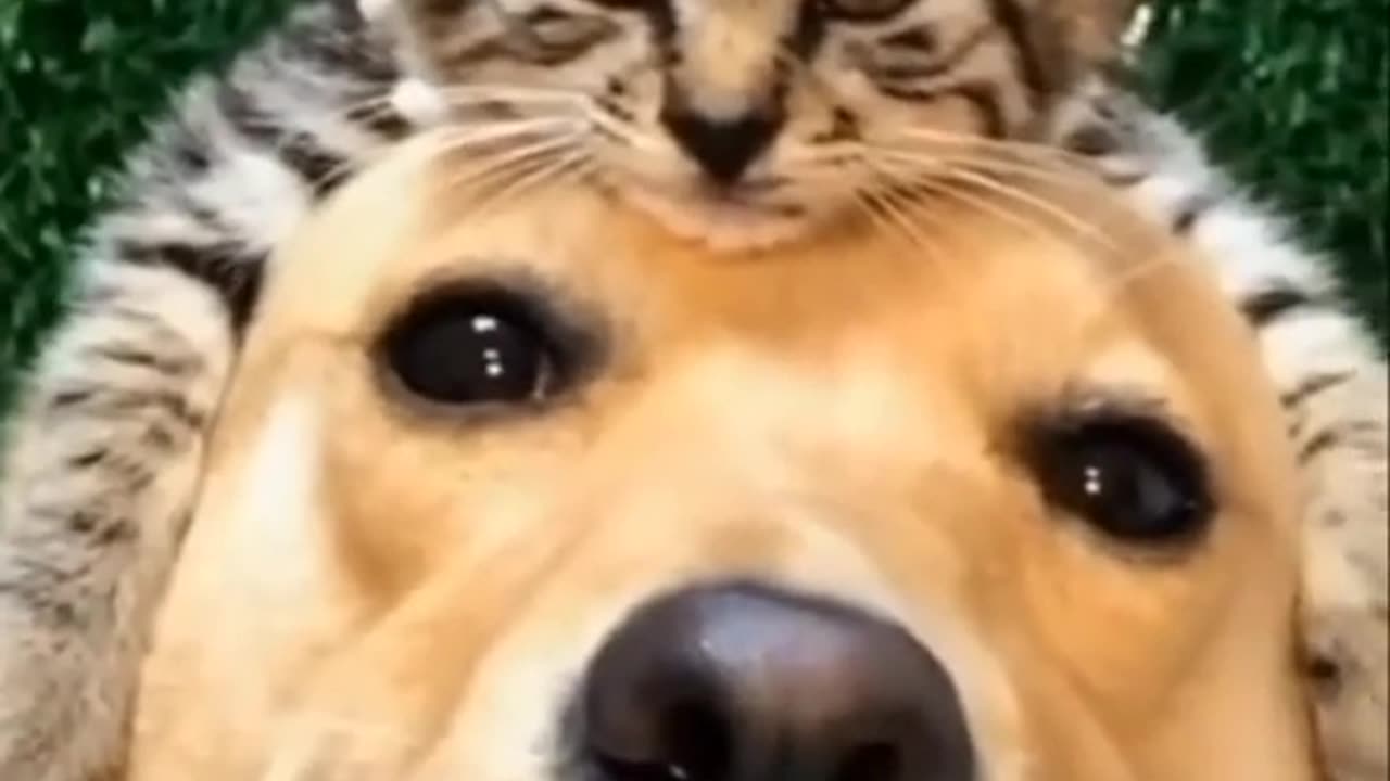 Cat and dog Funny video