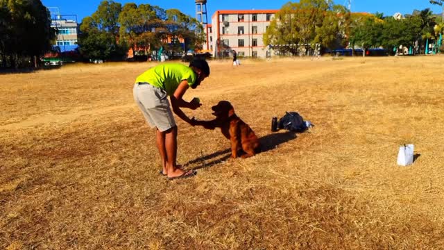 The dog is being taught to shake hands