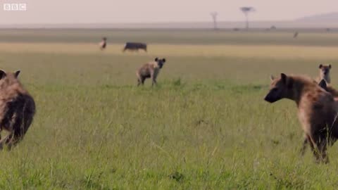 Lion Trapped by Clan of Hyenas | Dynasties |