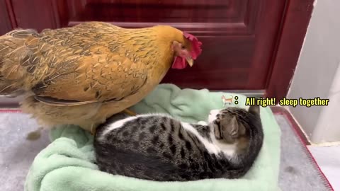 Hens are so bad! The hen wants to sleep with the kitten. Kitten is angry