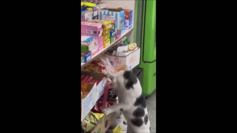 Funny animals - Funny cats _ dogs - Funny animal videos 2023 - Part 6_Haypyy Pett