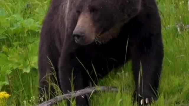 POV seeing grizzlies and bison in Yellowstone.