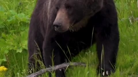 POV seeing grizzlies and bison in Yellowstone.