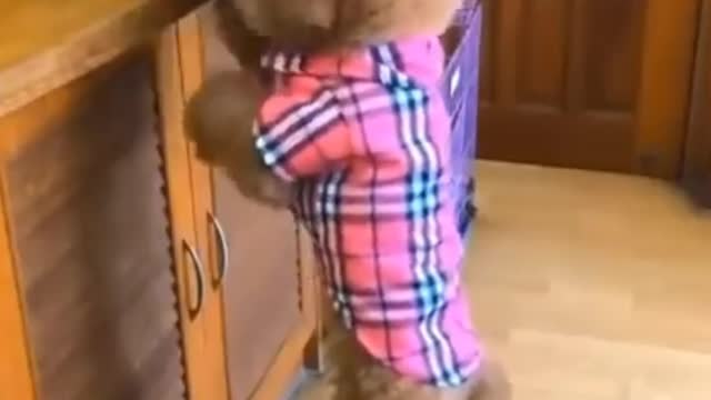 Cute dog helping puppies | #cutedog,#babydog,#cutepuppies,#dog,#dogs