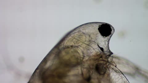 A Daphnia Full of Eggs