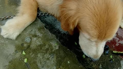 My Dog eating watermelon waste material😁😁