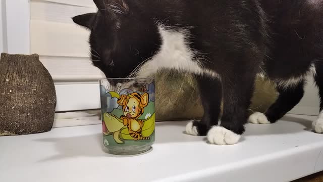 Mr Cat drink water from a glass