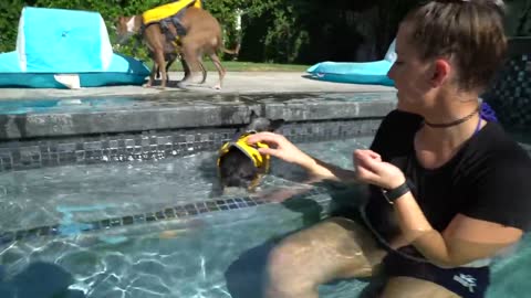 Teaching the dog to swim