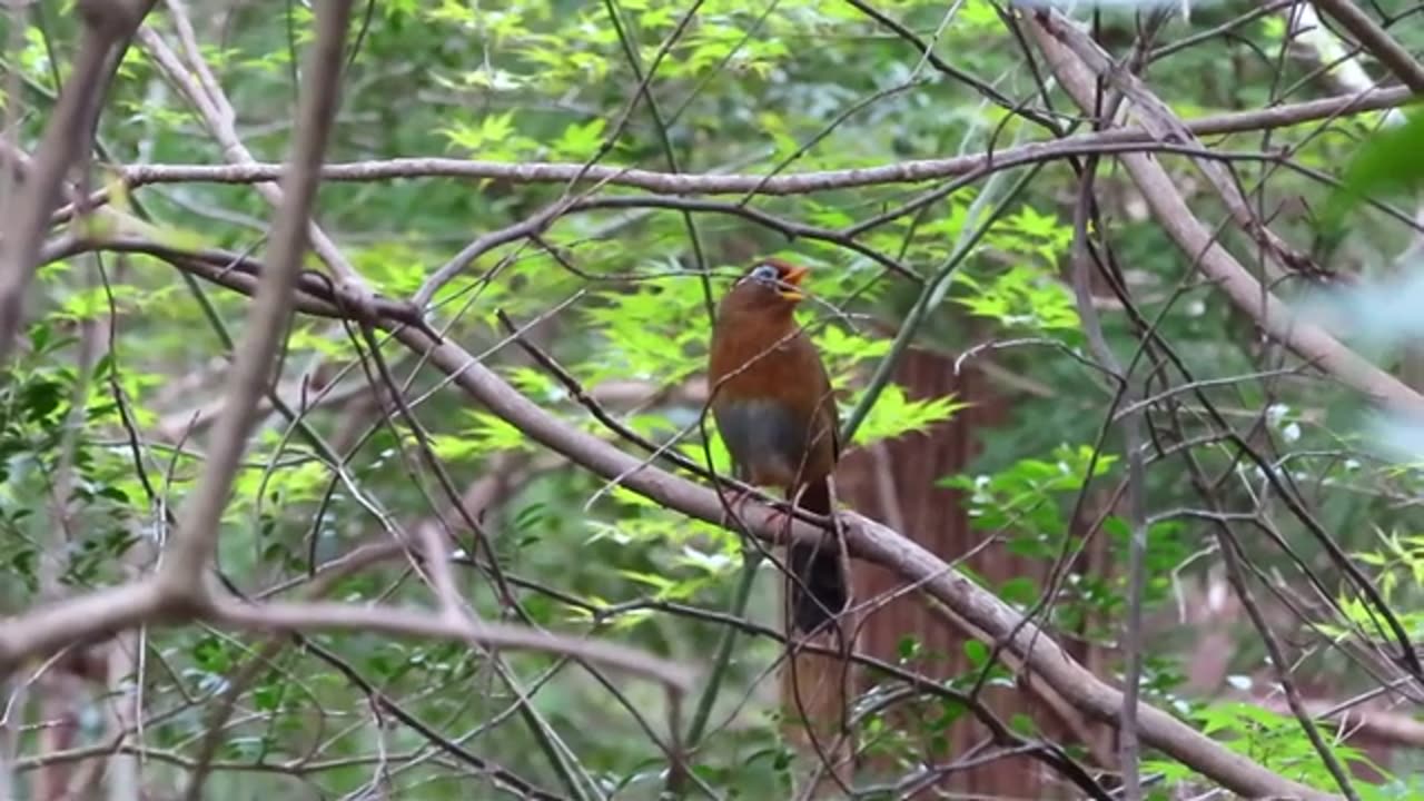 The spectacled shrub bird of east Asia can imitate other birds precisely