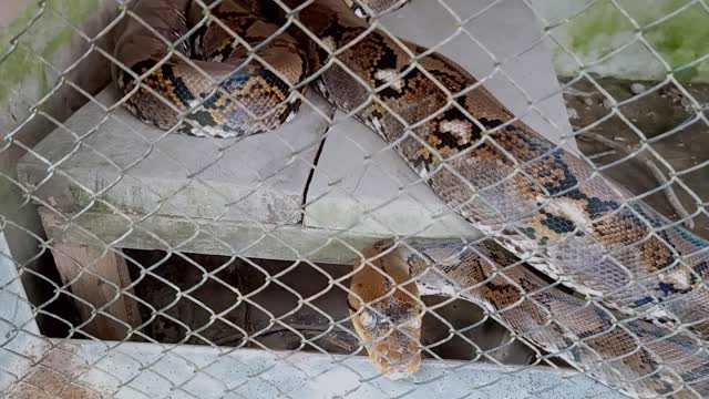 Wild pythons are kept in cages