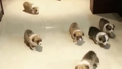 A group of cute puppies