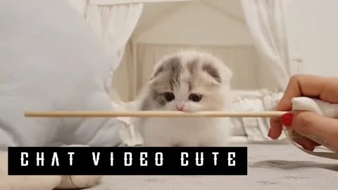 Cute Cate Status Video | funny Cutest | More Pets