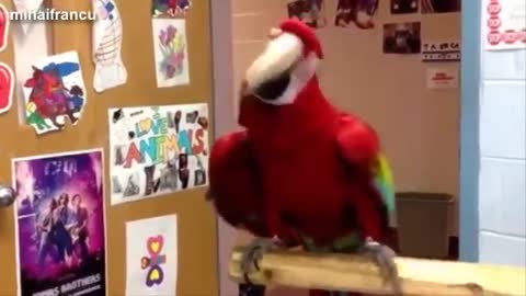 Funny parrots dancing Compilation