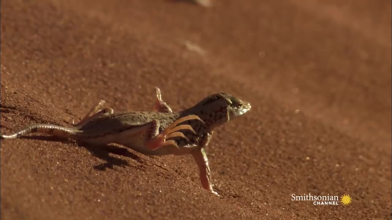 Terrifying: The Venomous Sidewinder Snake Slithers at 18 MPH