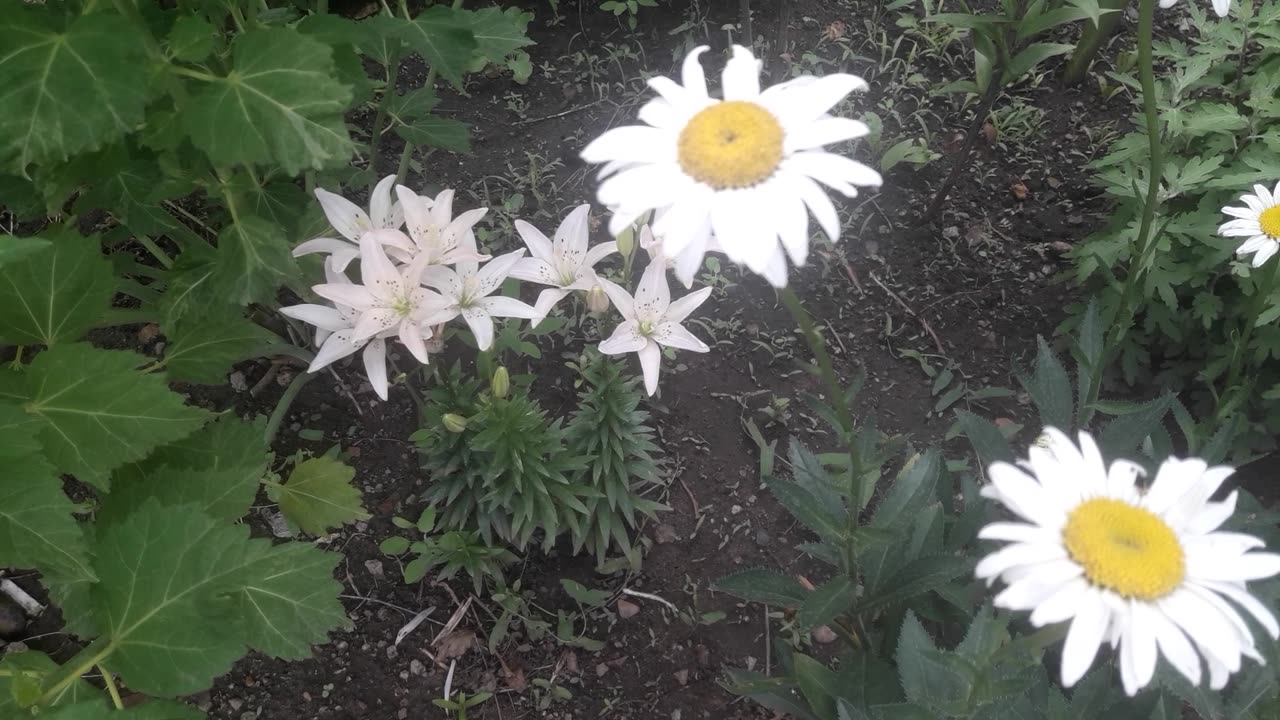 Lilies and daisies