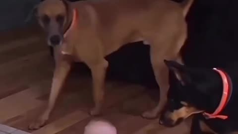 Cute dog video