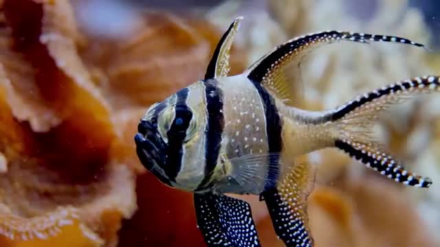 The most beautiful underwater video