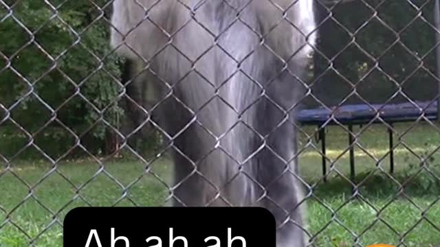 Siberian Husky Caught Jumping and BEING Dramatic And ! husky has a sense of humour! Funny animals😂