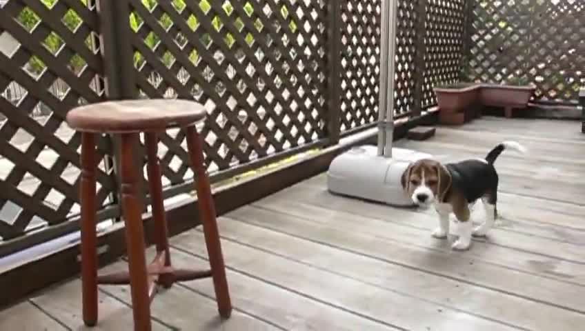 beagle pups _ day 69 first run on deck pt.3