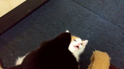 Cat Bullies Kitten