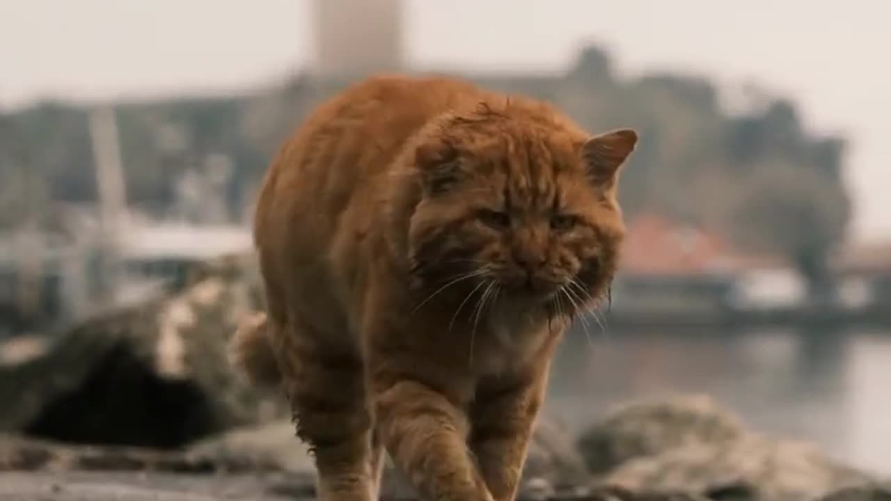 Lovely Cat Walking in The Rain