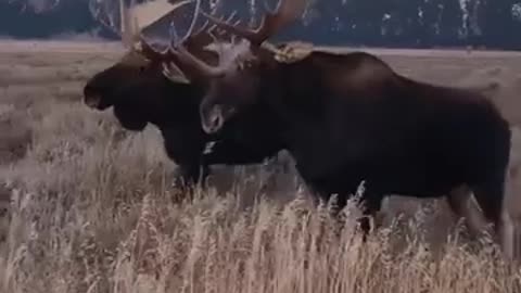 Moose walking