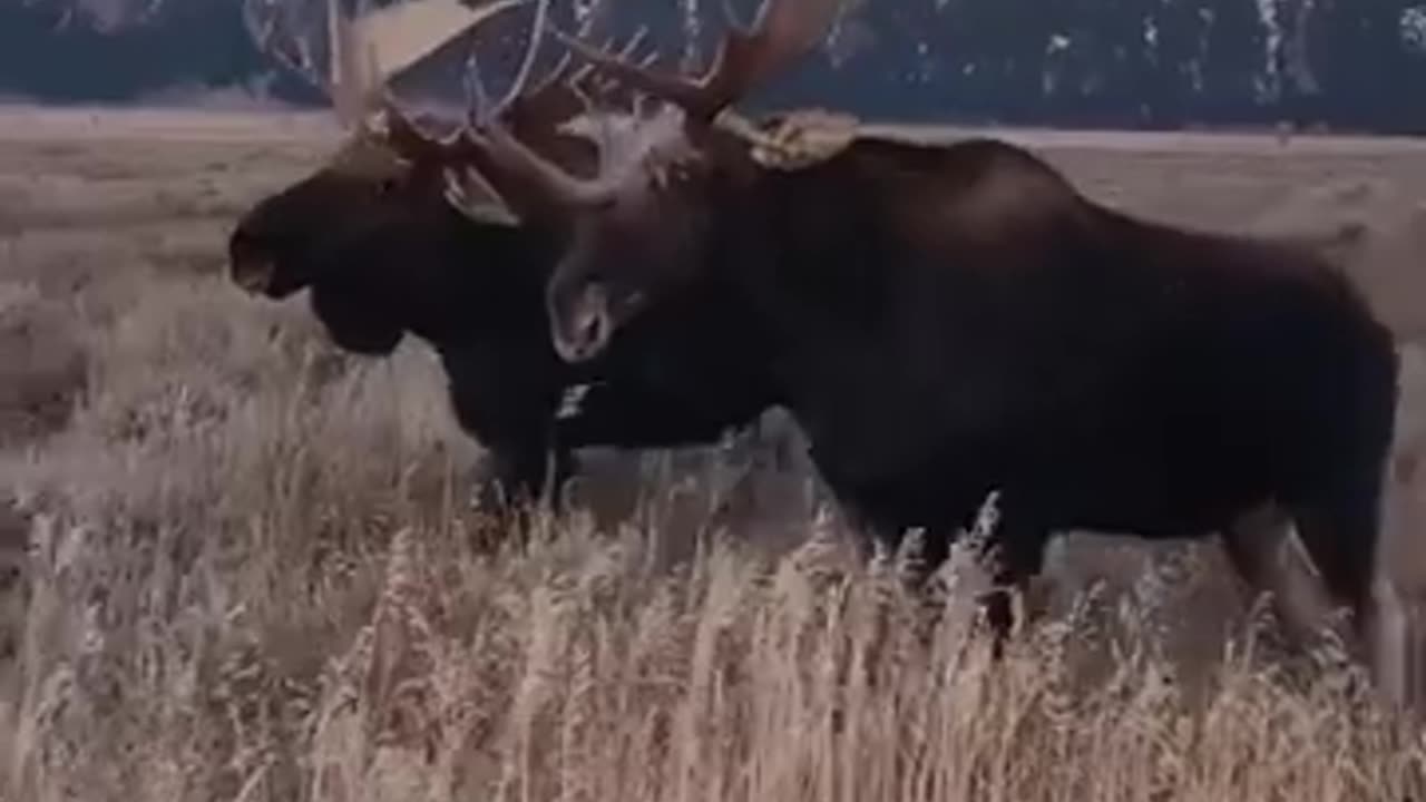 Moose walking