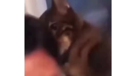 Cat is beating his owner