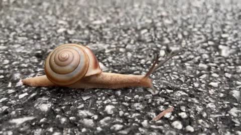 Why did the snail cross the road