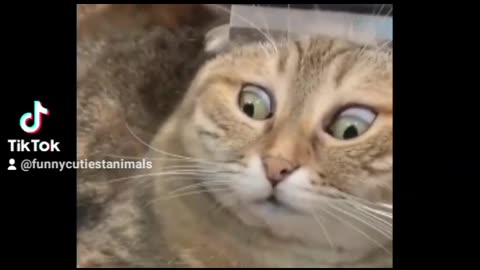 Funny cats moments😂😂💔