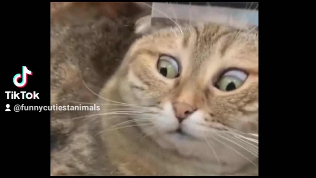 Funny cats moments๐๐๐