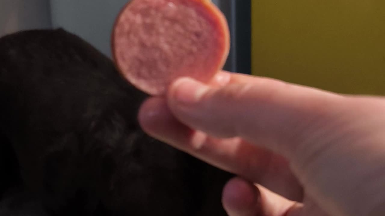 Hungry Labrador