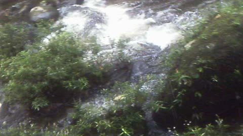 Gorgeous jungle flowers and River... Still looking for the Chiviaza Petroglyphs