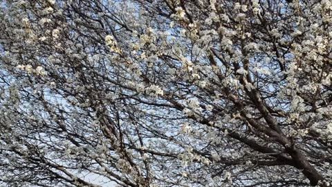 SPRING ARRIVES IN CADIZ, KY