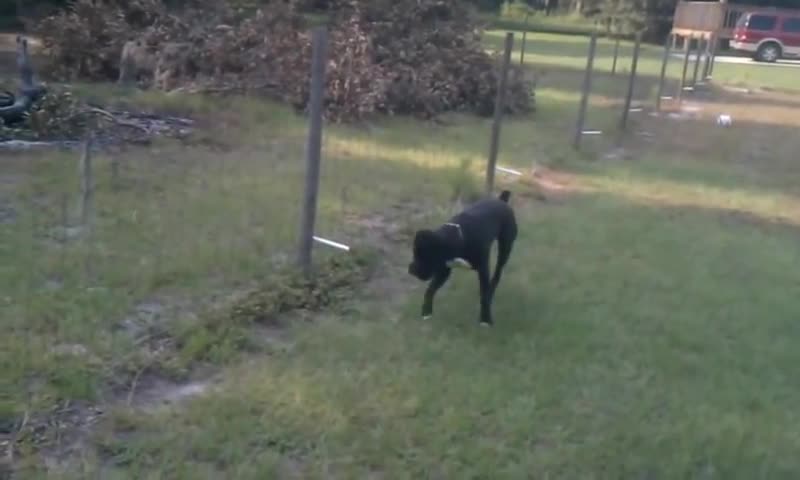 Dog pees on electric fence