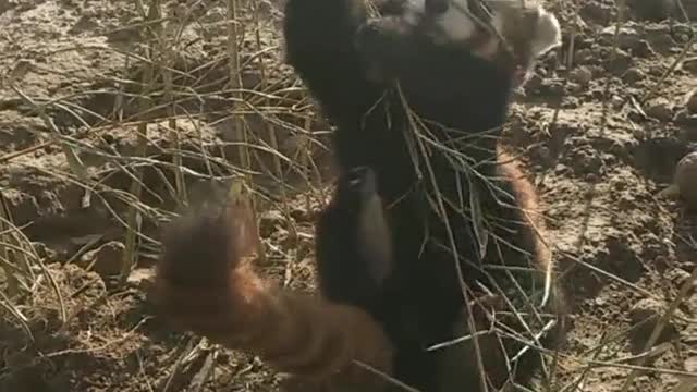 Little raccoons eat bamboo