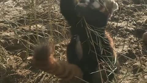 Little raccoons eat bamboo