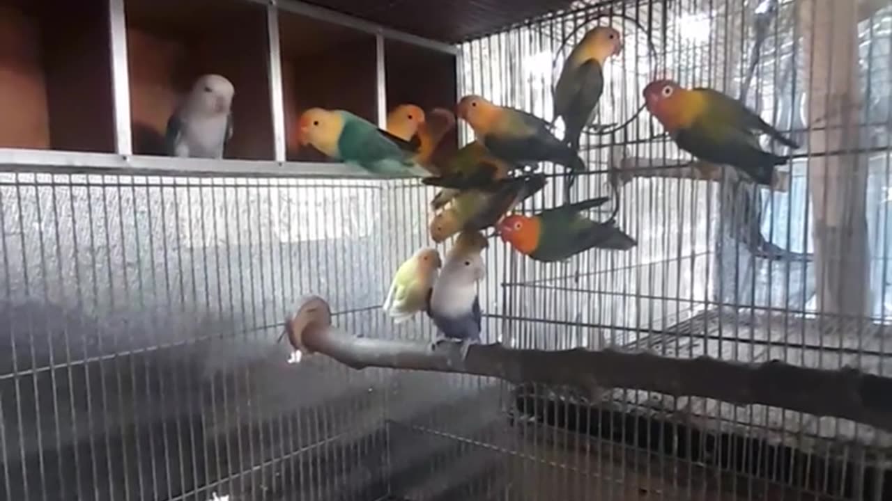 Lovebirds 🐦