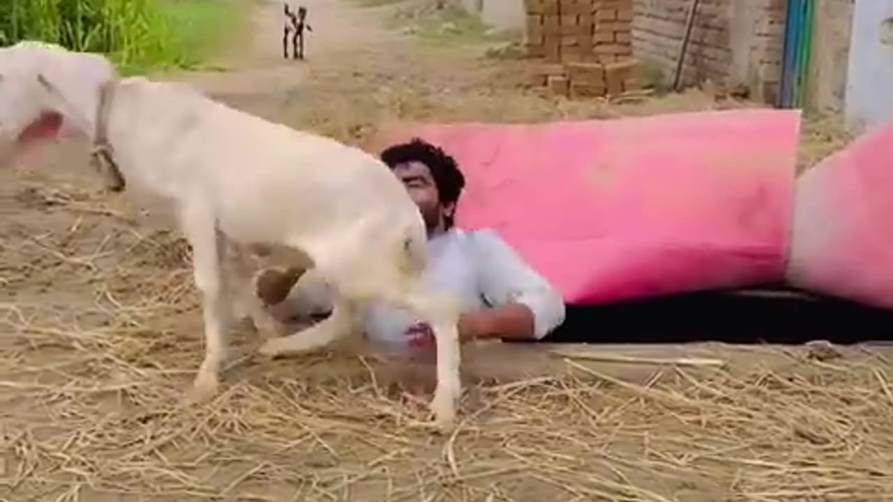 bakri chor