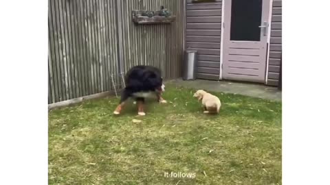 Puppies don’t know fear ••• - moostheberner-Tiktok#dog #dogs