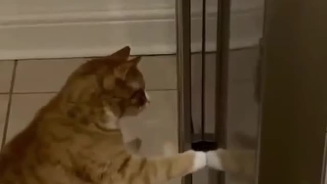 Cats are so smart!