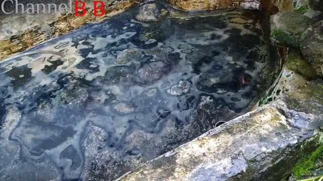 Hewan lucu, membersihkan kolam ikan