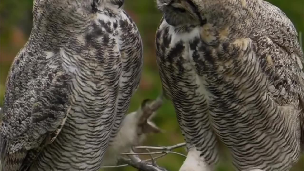 Couple Owls🦉🦉 Love❤